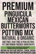 Load image into Gallery viewer, Pinguicula Mexican Butterworts Carnivorous Plant Premium Potting Mix