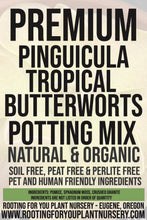 Load image into Gallery viewer, Pinguicula Tropical Butterworts Carnivorous Plant Premium Potting Mix