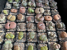 Load image into Gallery viewer, BARE ROOT Bulk Lithops - Living Stone Succulent
