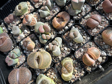Load image into Gallery viewer, BARE ROOT Bulk Lithops - Living Stone Succulent