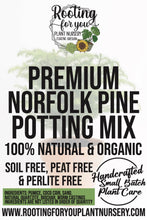 Load image into Gallery viewer, Norfolk Pine Premium Potting Mix