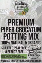 Load image into Gallery viewer, Piper Crocatum Premium Potting Mix
