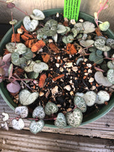 Load image into Gallery viewer, STRING OF SEMI SUCCULENT Premium Potting Mix