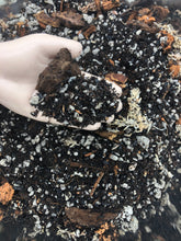 Load image into Gallery viewer, Alocasia - Colocasia - Caladium Premium Potting Mix