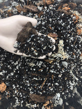 Load image into Gallery viewer, Aglaonema Premium Potting Mix