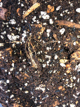 Load image into Gallery viewer, Pothos & Scindapsus Premium Potting Mix