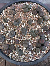Load image into Gallery viewer, Lithops Living Stone Premium Potting Mix