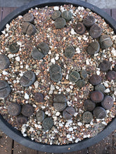 Load image into Gallery viewer, BARE ROOT Bulk Lithops - Living Stone Succulent