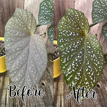 Load image into Gallery viewer, Leaf Shine Cloth Wipes Natural & Organic - Oregon Licensed Nursery