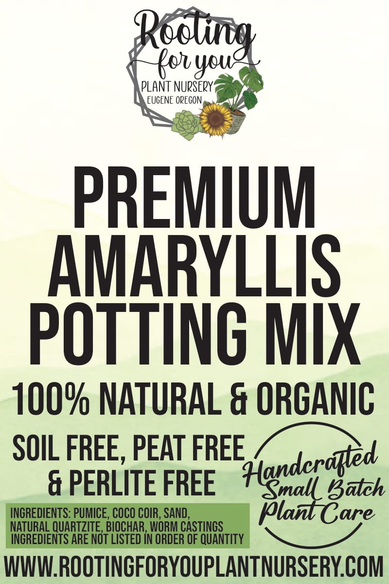 potting mix for amaryllis Amaryllis Premium Potting Mix