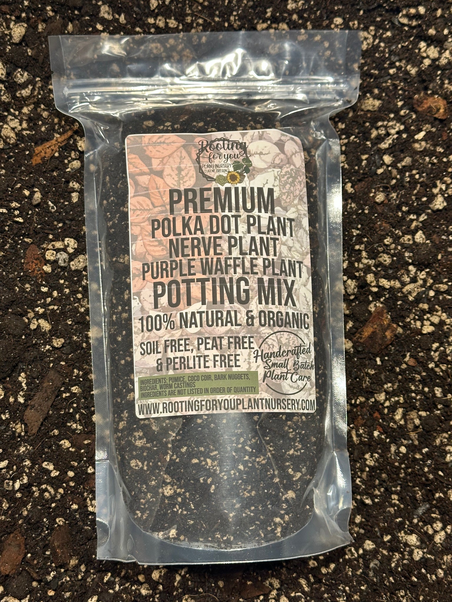 polka dot plant potting mix Polka Dot Plant - Fittonia Nerve Plant