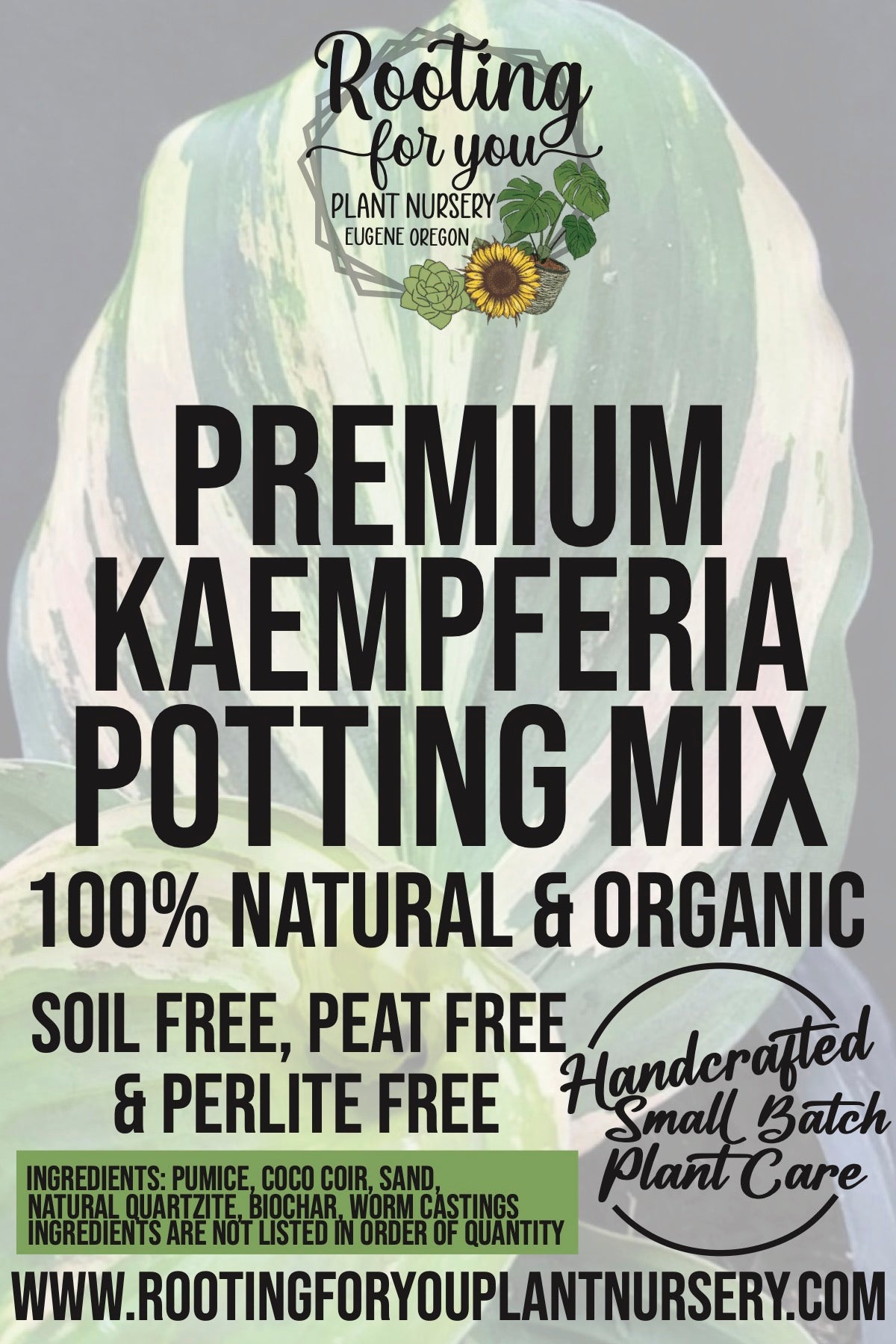 potting mix for ginger Kaempferia Ginger Premium Potting Mix