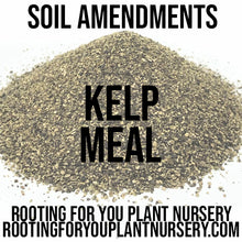 Load image into Gallery viewer, Kelp Meal Soil Amendment
