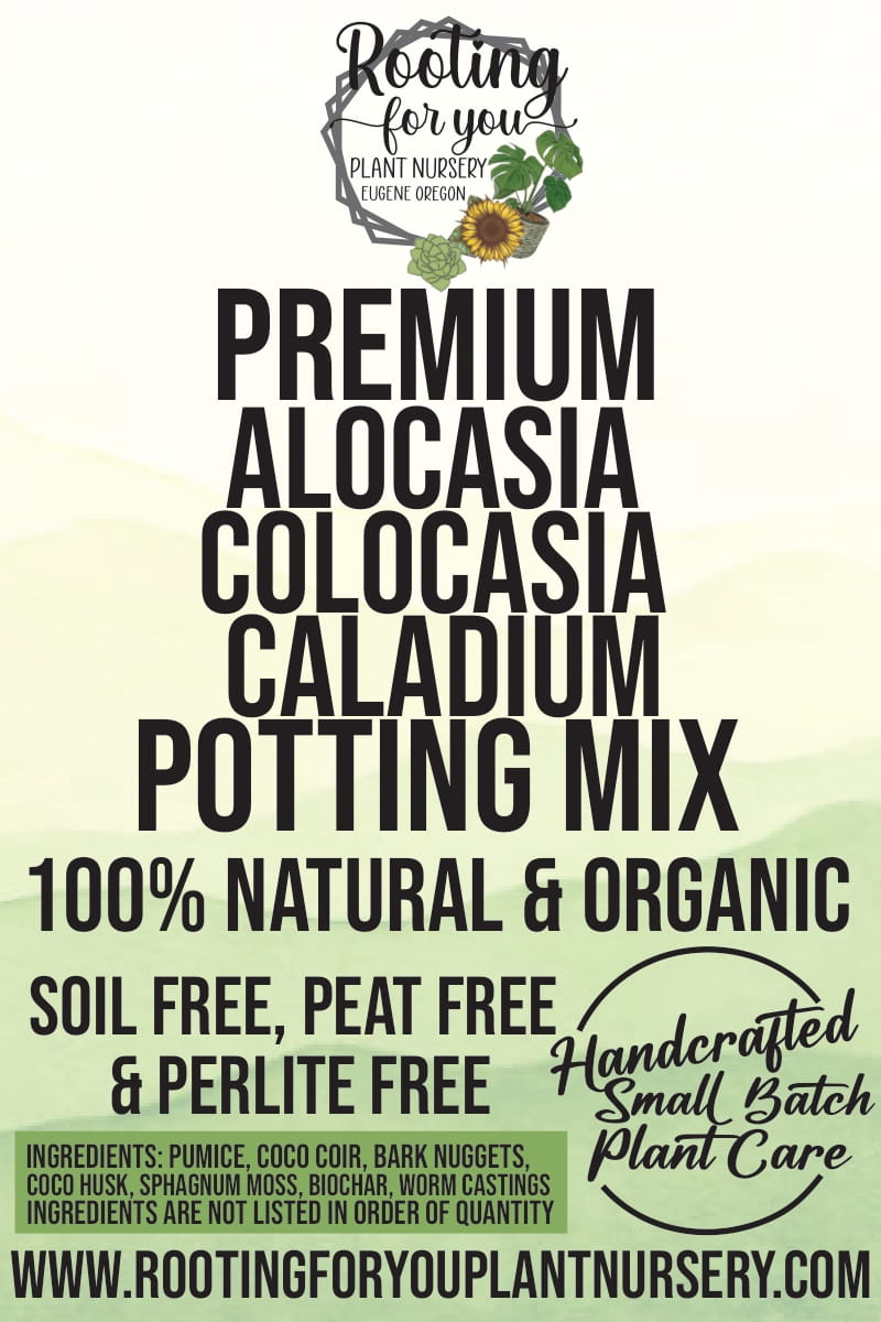 caladium potting mix Alocasia - Colocasia