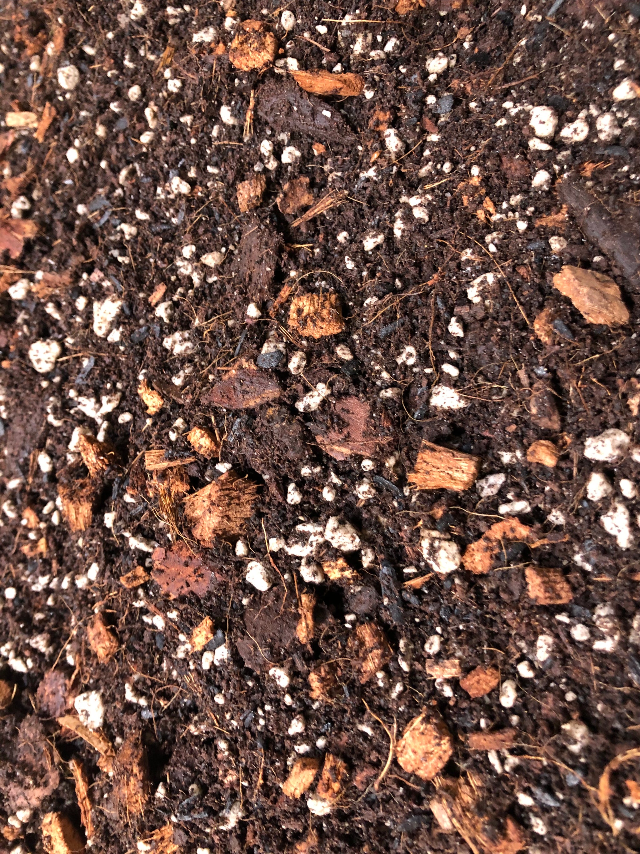 calathea mix CALATHEA Premium Potting Mix