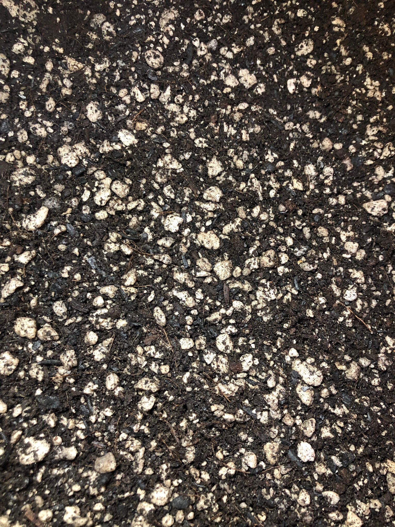 potting mix for peperomia PEPEROMIA Premium Potting Mix