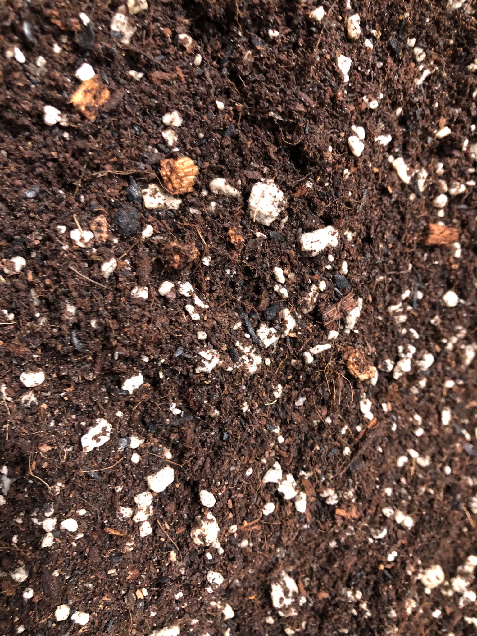 money tree plant potting soil Money Tree Premium Potting Mix