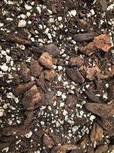 Load image into Gallery viewer, Ficus Premium Potting Mix
