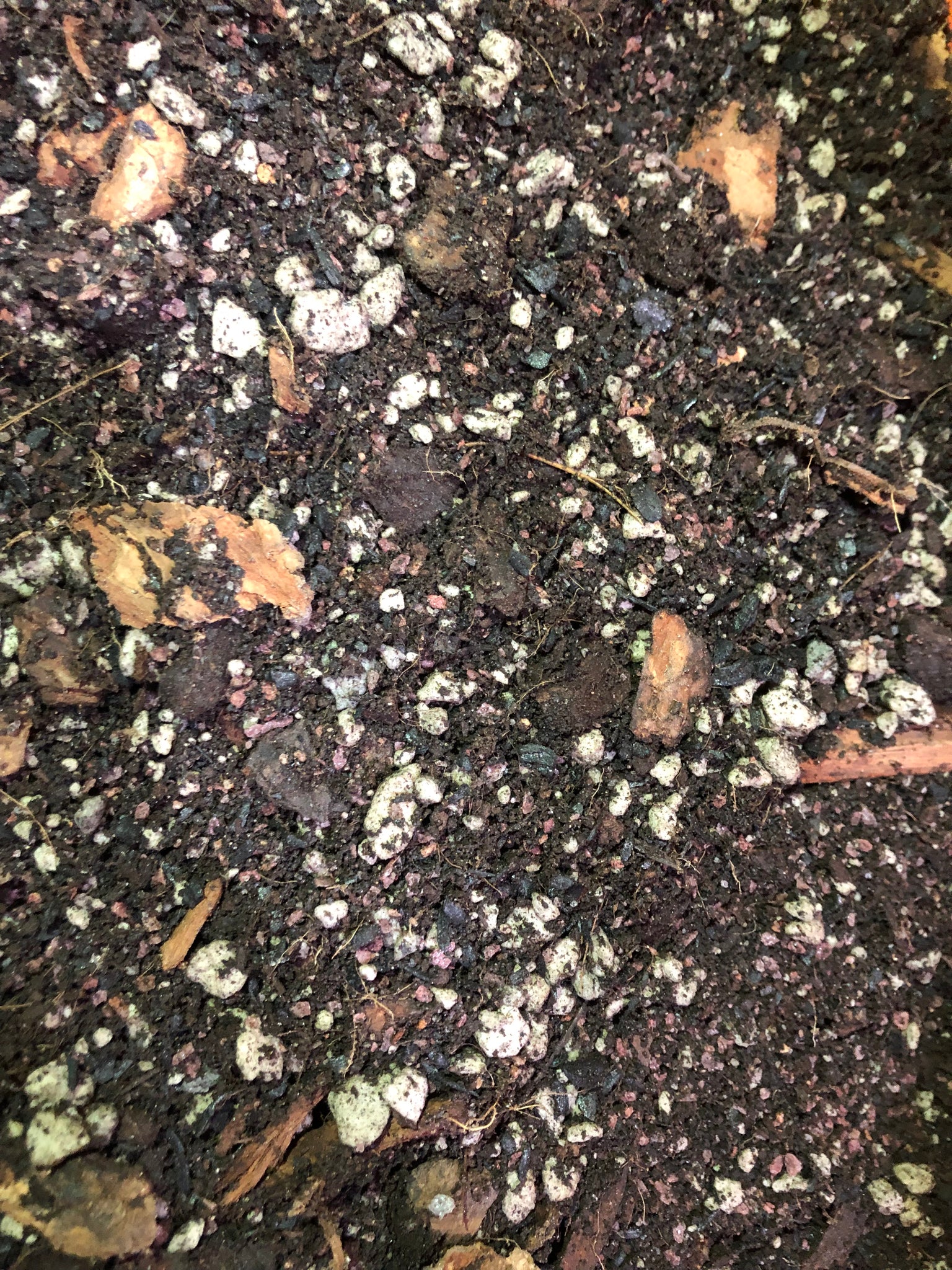 citrus tree potting mix Citrus Tree Premium Potting Mix – Rooting For You Plant Nursery