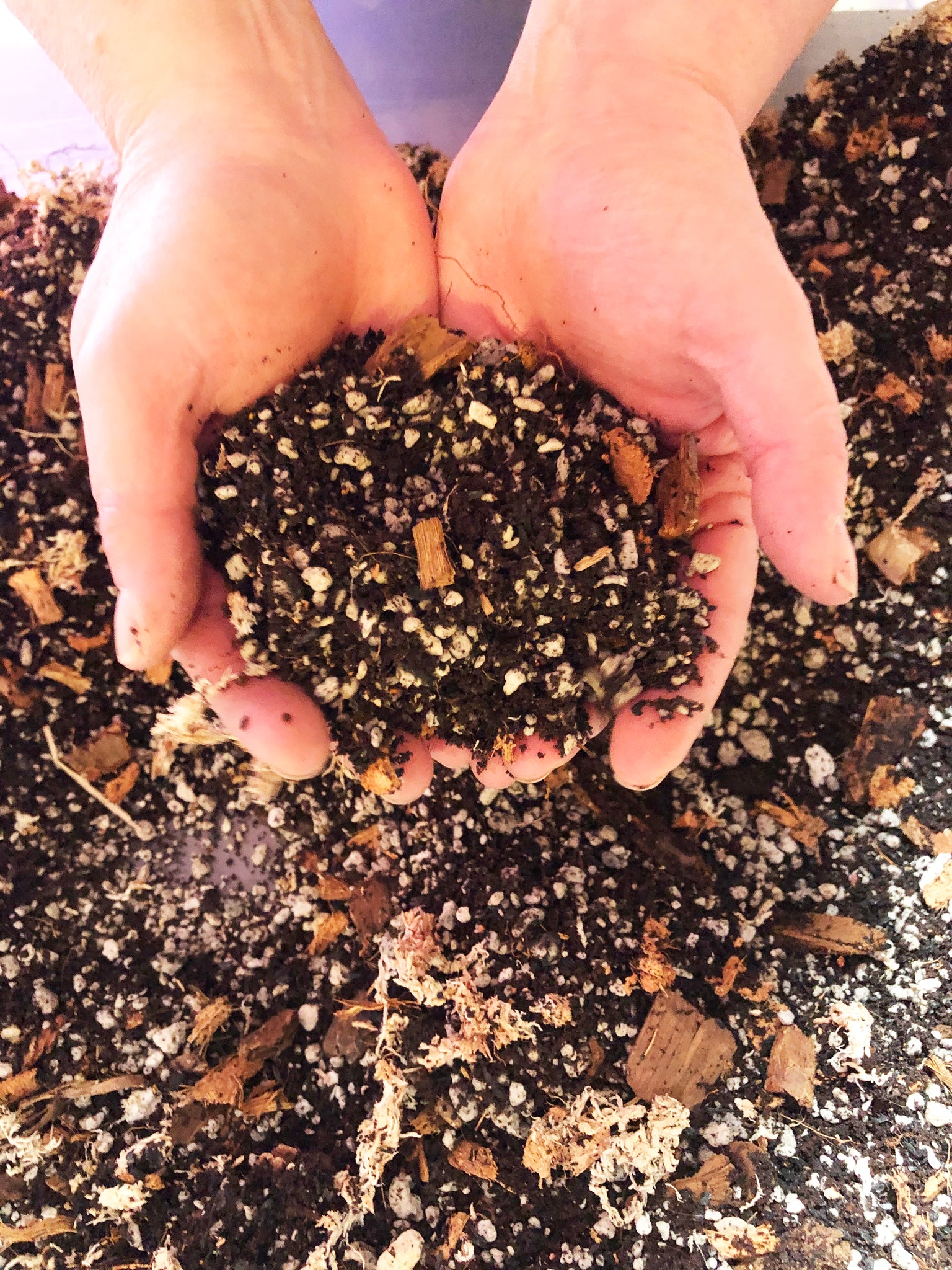 colocasia potting mix Alocasia - Colocasia