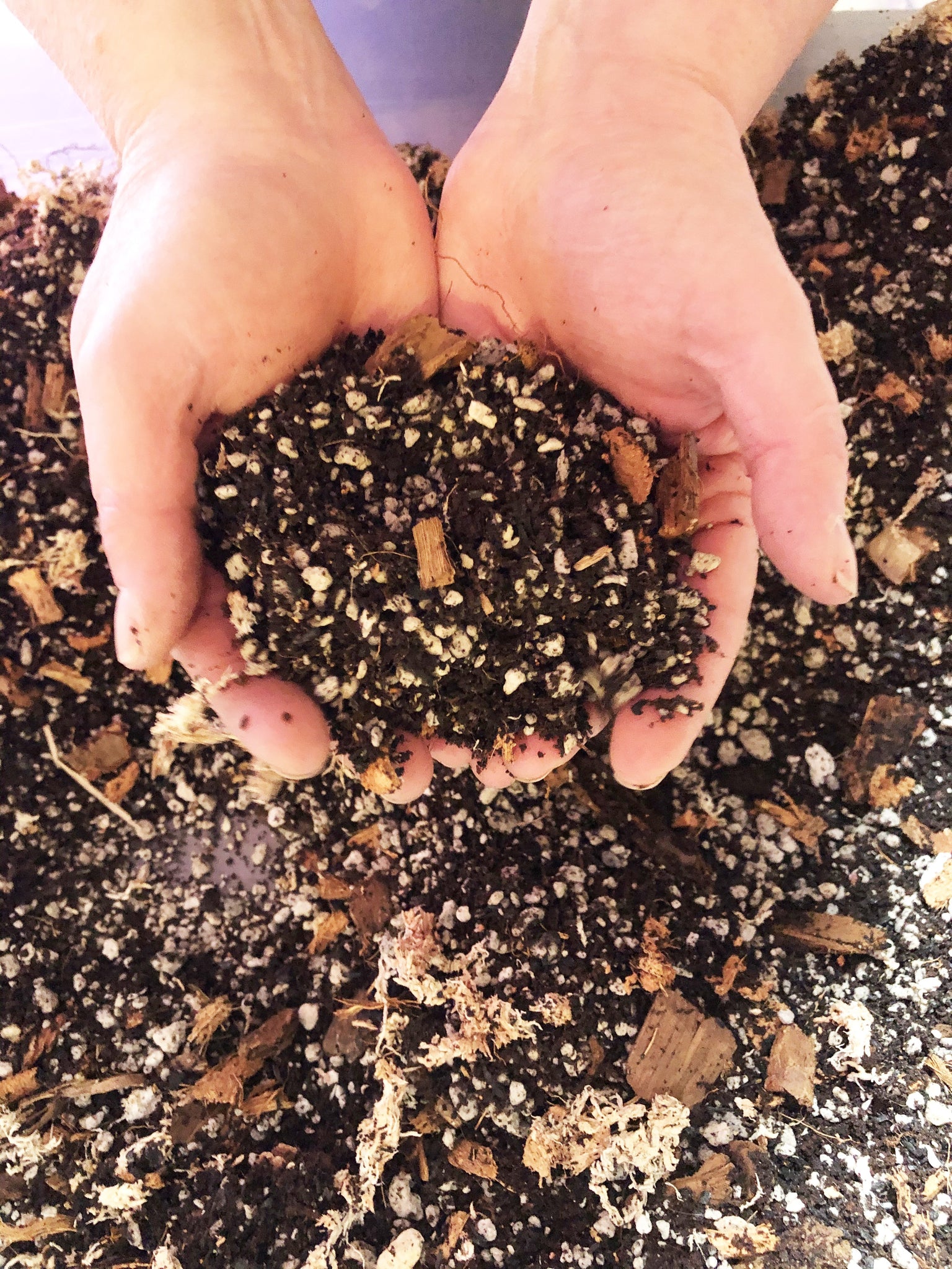 aglaonema plant soil mix Aglaonema Premium Potting Mix