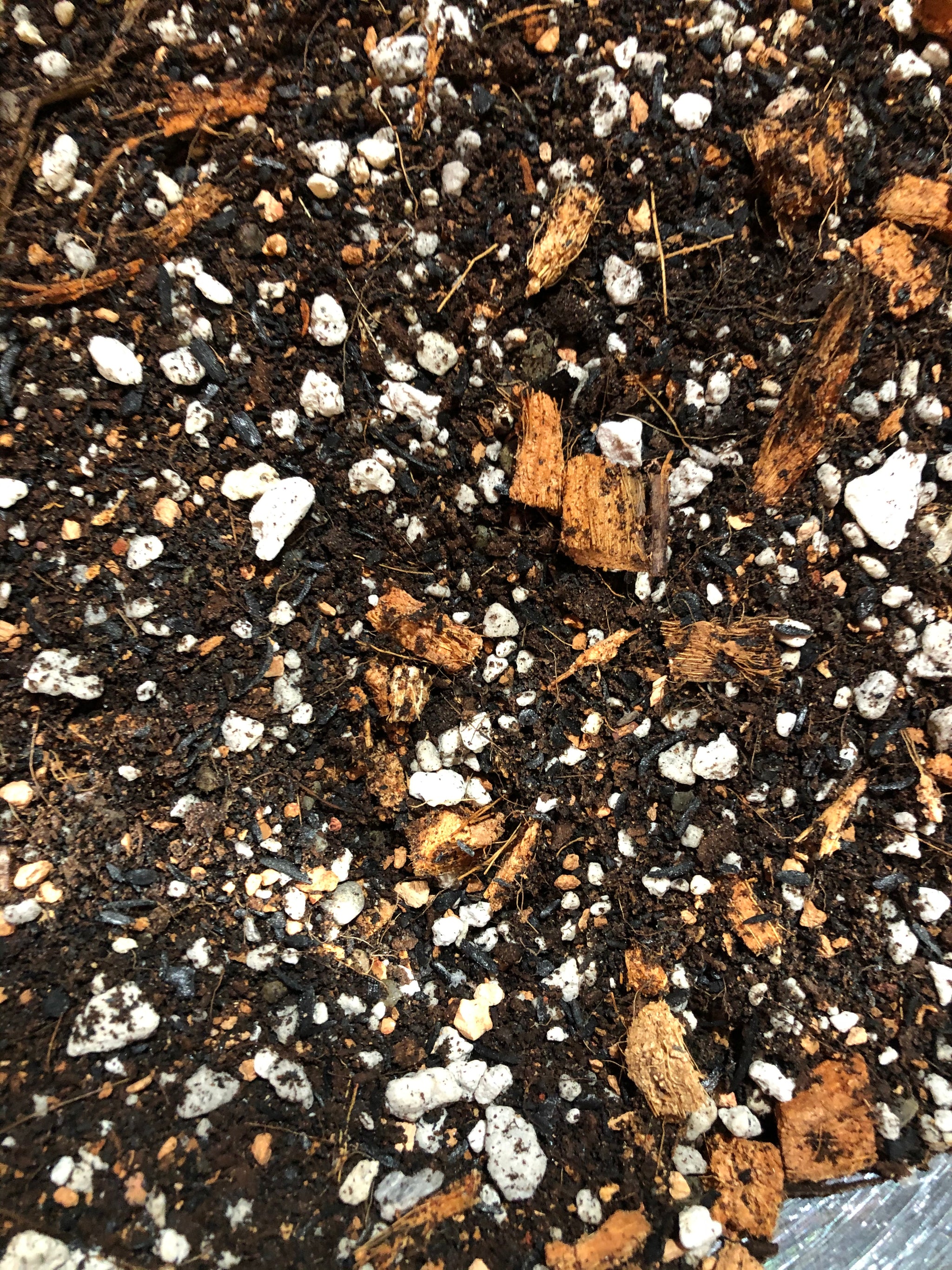 ANTHURIUM Premium Potting Mix – Rooting For You Plant Nursery