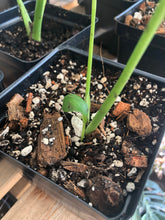 Load image into Gallery viewer, MONSTERA Premium Potting Mix
