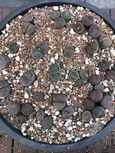 Load image into Gallery viewer, LITHOPS Living Stone Premium Potting Mix
