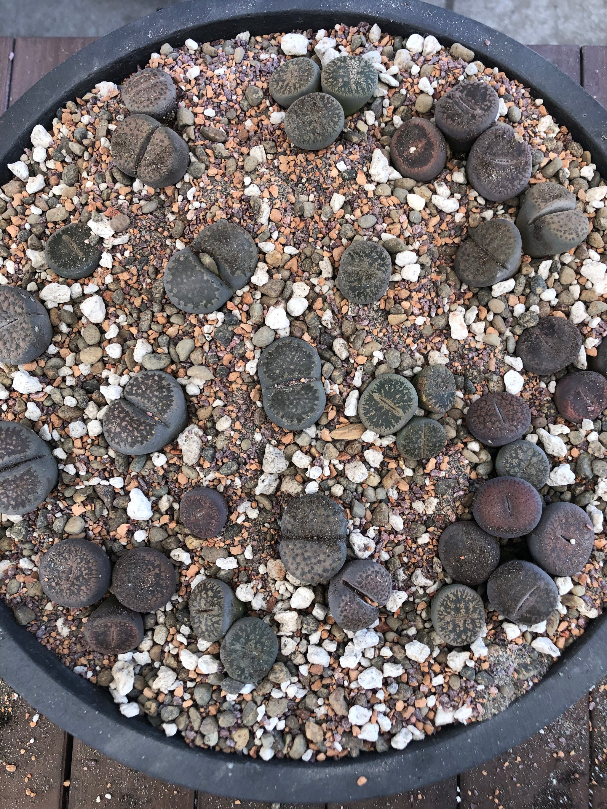 best potting mix for lithops LITHOPS Living Stone Premium Potting Mix