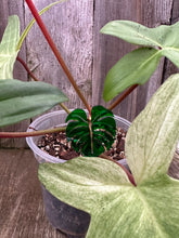 Load image into Gallery viewer, Monstera Leaf Plant Stake 4&quot; Inch High
