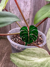 Load image into Gallery viewer, Monstera Leaf Plant Stake 4&quot; Inch High

