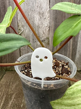 Load image into Gallery viewer, Ghost Plant Stake 4&quot; Inch High
