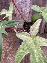 Load image into Gallery viewer, Mothman Plant Stake 4&quot; Inch High

