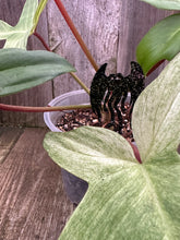 Load image into Gallery viewer, Mothman Plant Stake 4&quot; Inch High

