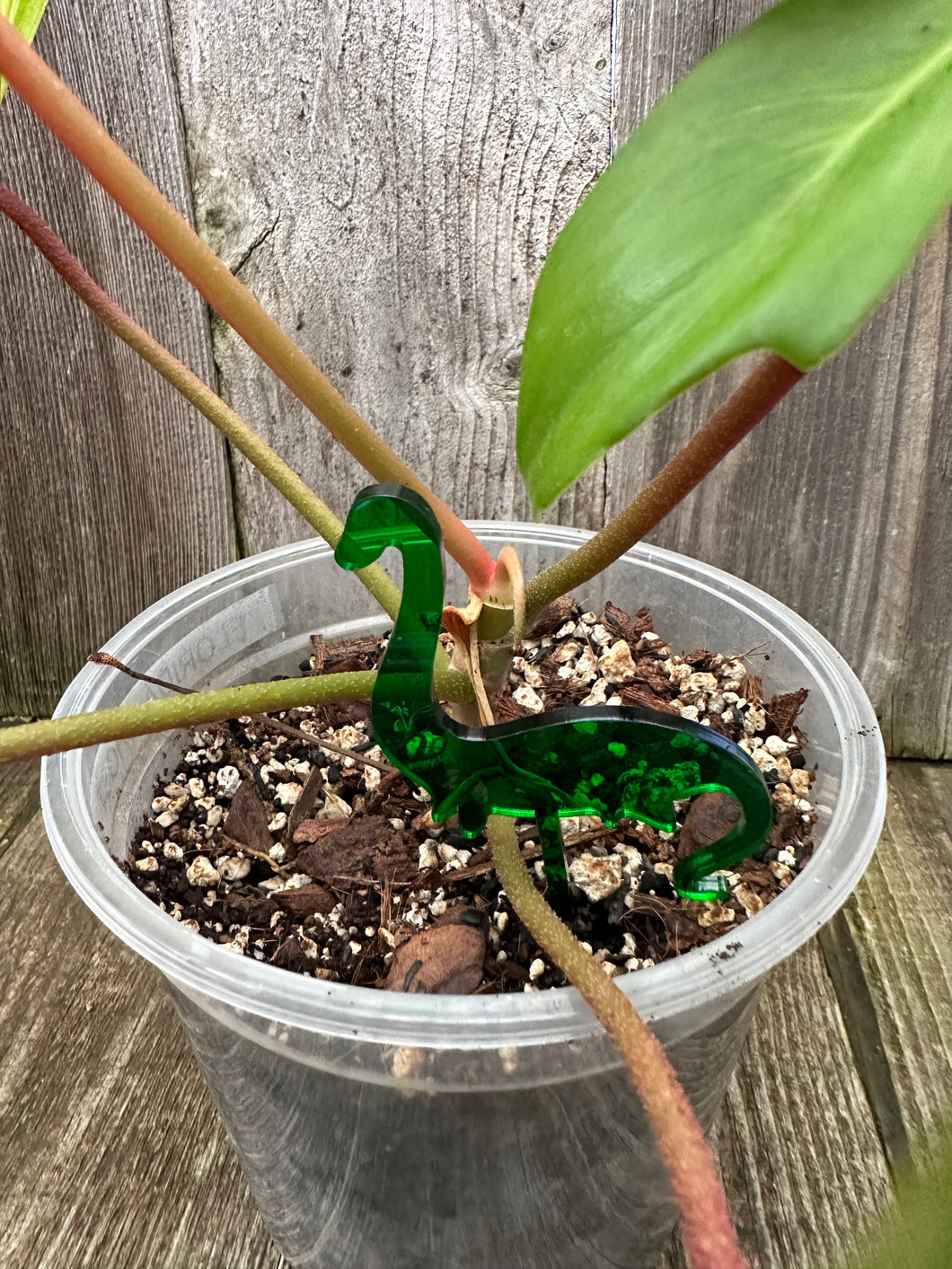 Dinosaur Plant Stake 4