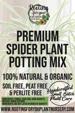 Load image into Gallery viewer, Spider Plant Premium Potting Mix
