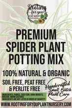 spider plant soil mix Premium Flower Garden Potting Mix