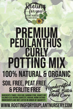 Load image into Gallery viewer, Pedilanthus Curly Premium Potting Mix
