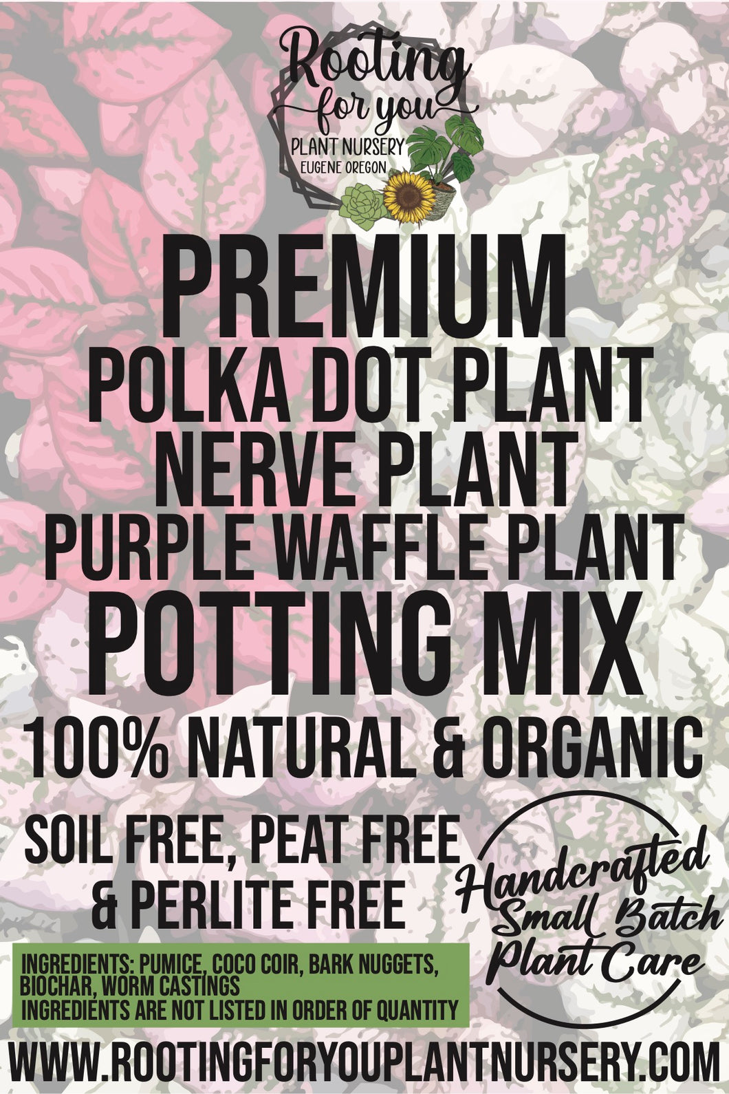 Polka Dot Plant - Fittonia Nerve Plant - Purple Waffle Plant Premium Potting Mix